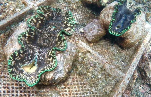 Giant clams