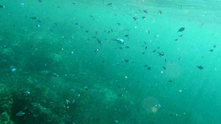 Centaine de petits poissons bleus