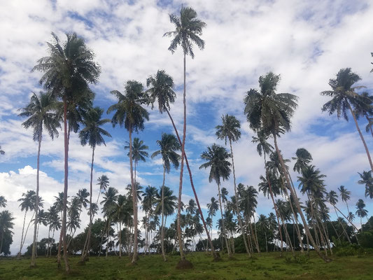 En voiture à Savaii