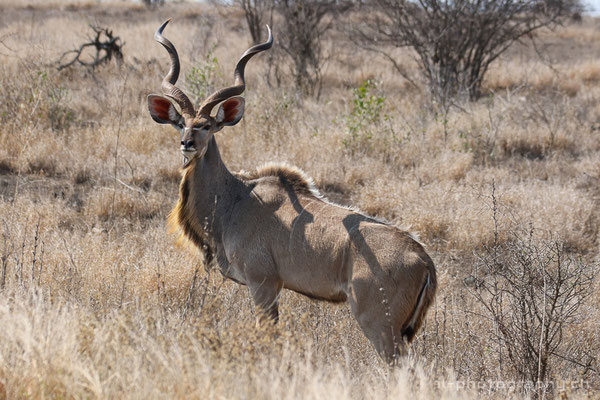 Safari in South Africas Greater Kruger National Park. Wildlife - Animals