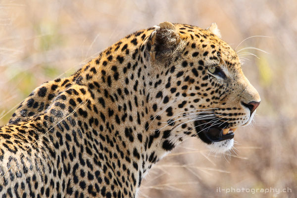 Safari in South Africas Greater Kruger National Park. Wildlife - Animals