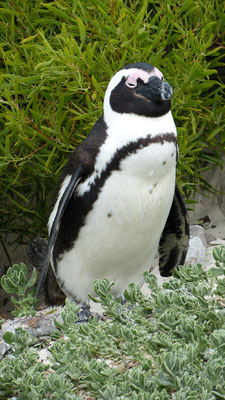 Boulders Beach