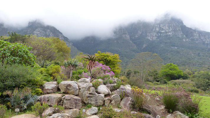 Kirstenbosch Botanische Tuin