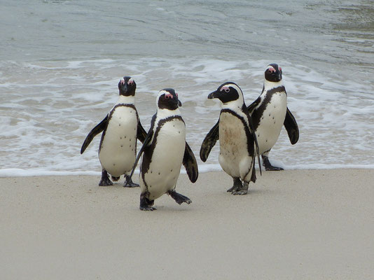 Boulders Beach