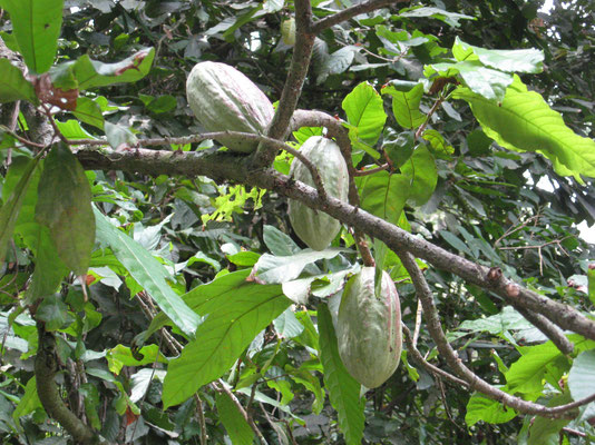 Cacao plantage