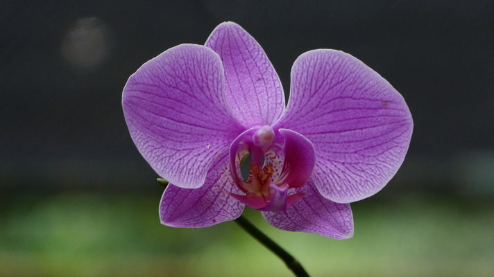 Orchideeëntuin Soroa