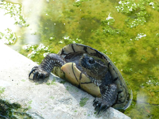 Schildpad bij de Krokodillenfarm