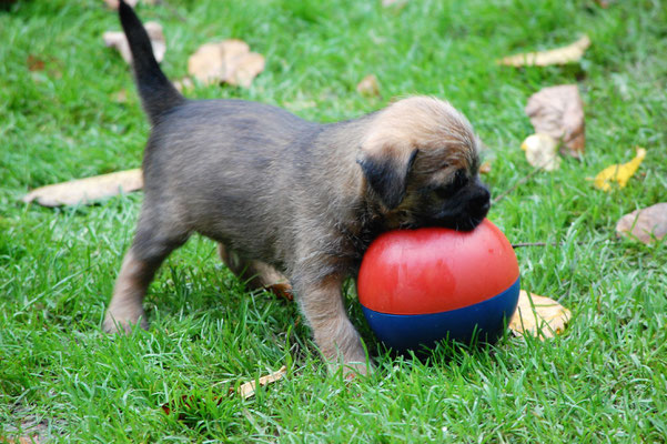 Ewok mit Ball