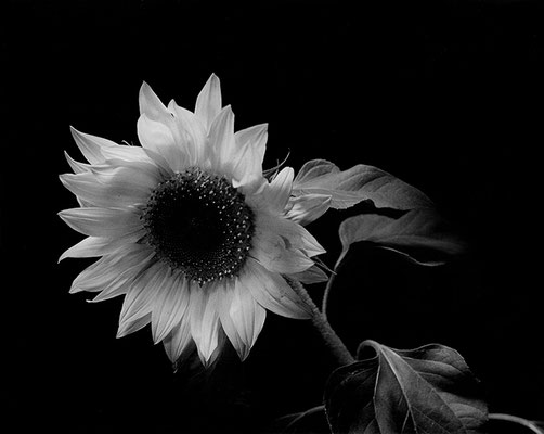 Sunflower Gelatin silver print 25.4cm x 20.32cm  $100.00 