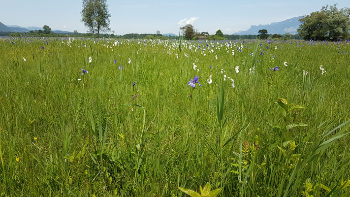 Eriophorum latifolium (Breitblättriges Wollgras)