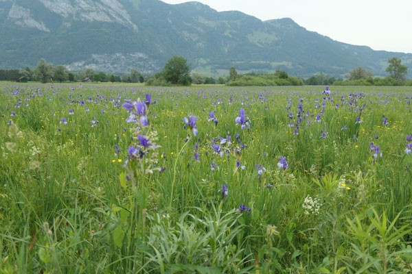 Iris sibirica (Sibirische Schwertlilie)