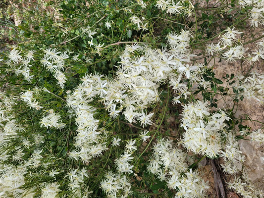 Clematis flammula (Brennende Waldrebe)