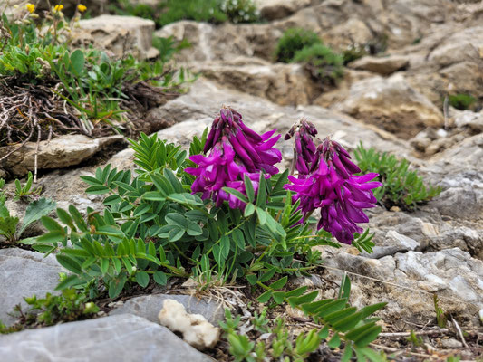 Hedysarum hedysaroides (Alpen-Süssklee)