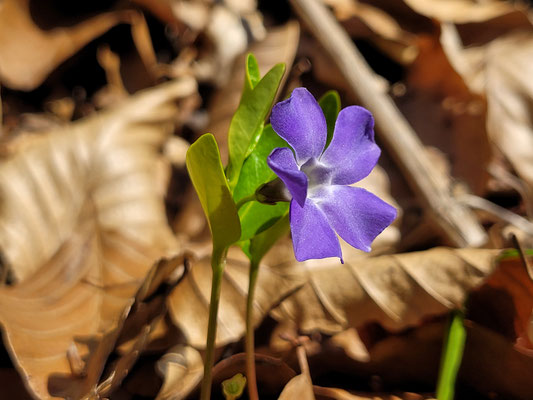 Vinca minor (Immergrün)