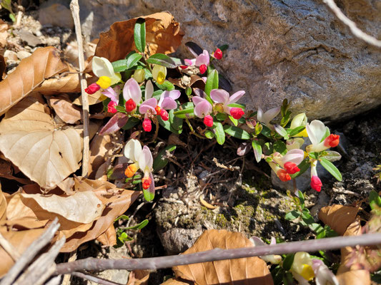 Polygala chamaebuxus (Buchsblättrige Kreuzblume)