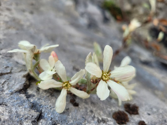 Amelanchier ovalis (Felsenbirne)