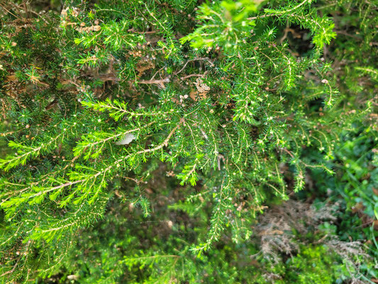 Erica arborea (Baumheide)