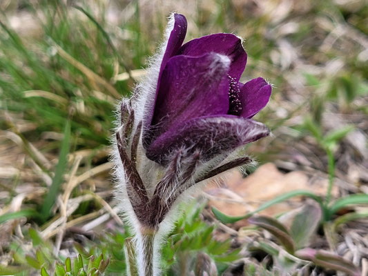 Pilsatilla montana (Berg-Kuhschelle)