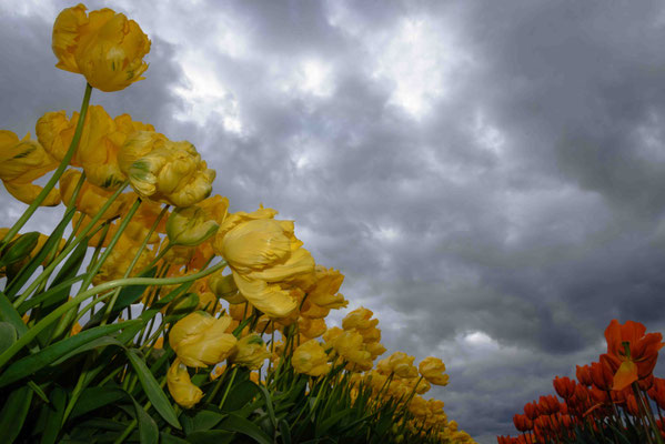 Joa Maurer: Titel: Rheinische Tulpen: 2025: Technik: Foto auf Forex mit Hängevorrichtung: 60x40 cm