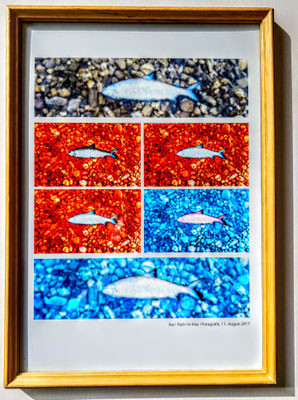 Ika Hussmann, Titel: Fisch im Kies, 2017, Technik: Fotografik, 30x21 cm (ohne Rahmen)