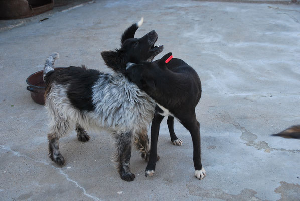 Fanny und Lukey beim Toben