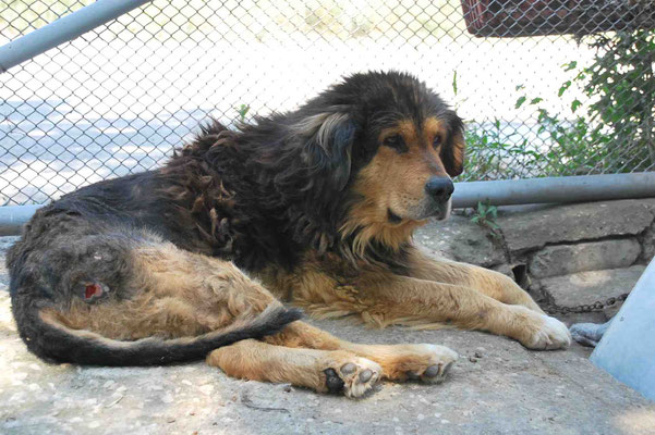 Roco ein paar Wochen nach seiner Ankunft im Tierheim - Ende Juli