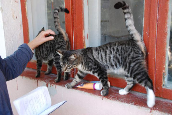 Murmel (rechts) und Kaia