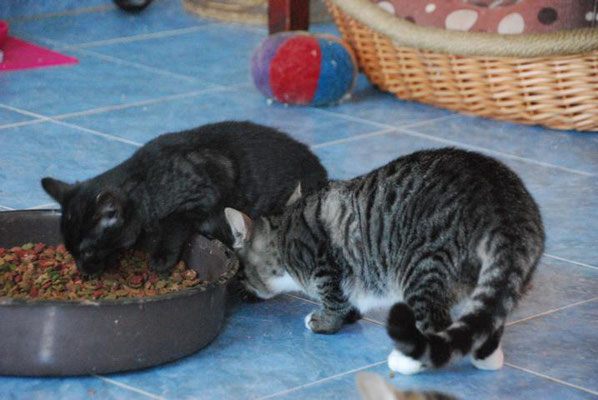 Murmel und Tibu an der Futterschüssel