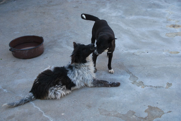 Lukey und Fanny spielen