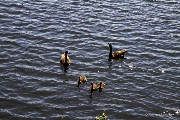 Kanada Gänse mit Nachwuchs am Dreifelder Weiher