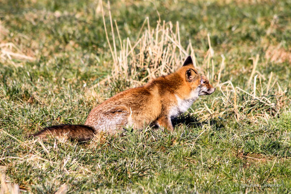 Fuchs in Lauerstellung