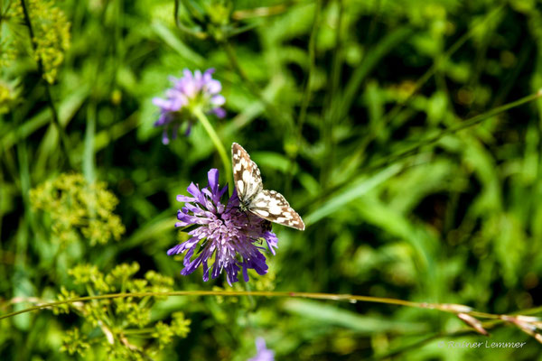 Schachbrettfalter