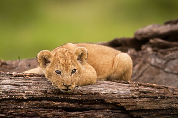 Maasai Mara: Lionceau