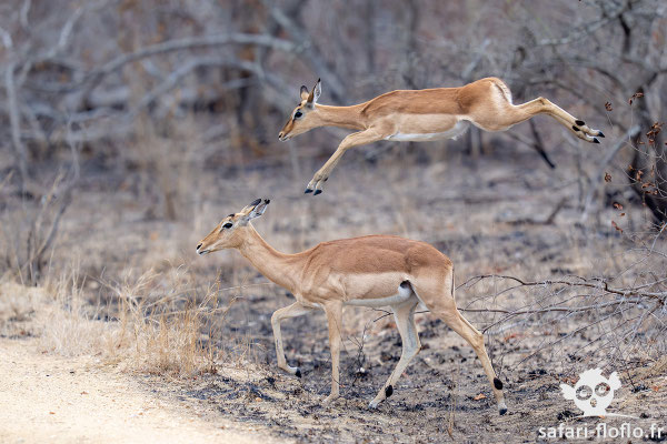 Impalas