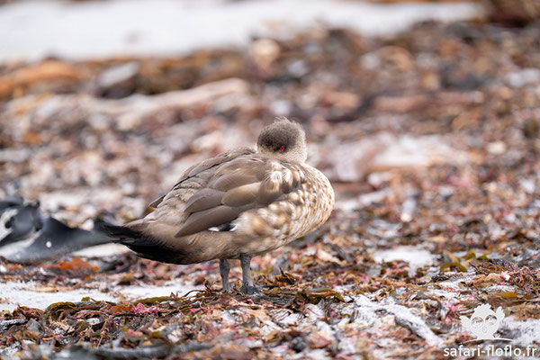 Canard Huppé