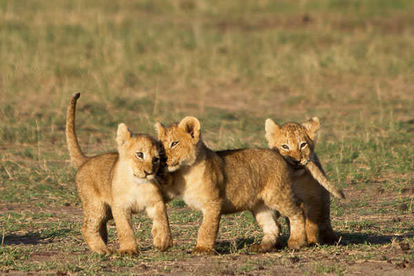 Maasai Mara - jeu de lionceaux