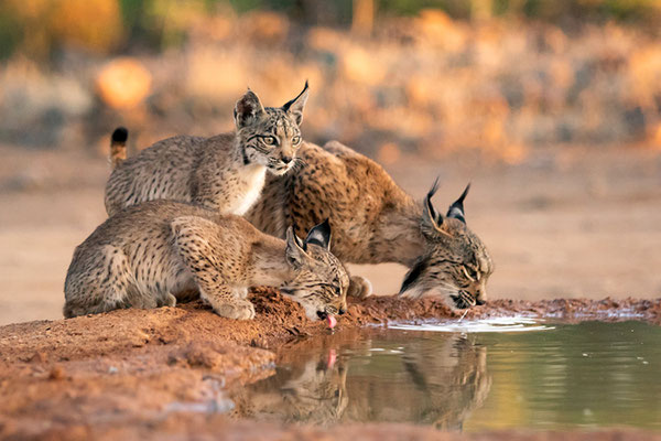 Lynx Parcelle ou Lynx Ibérique ou Lynx d'Espagne