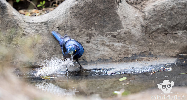 Choucador à Epaulettes Rouges