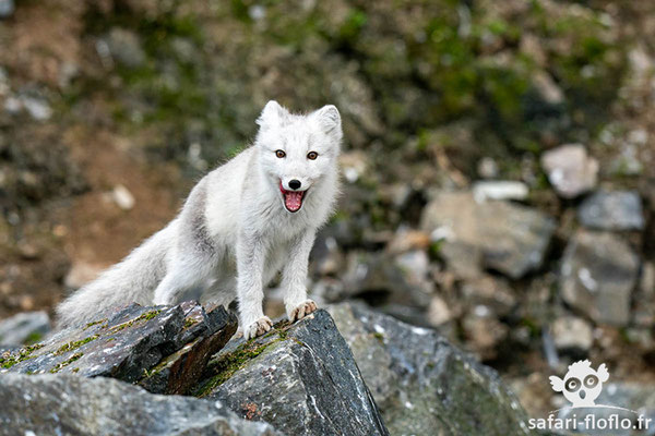 Renard Polaire - Arctic Fox