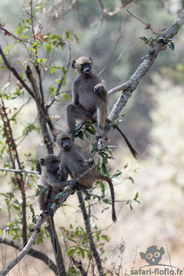 Babouins Chacma