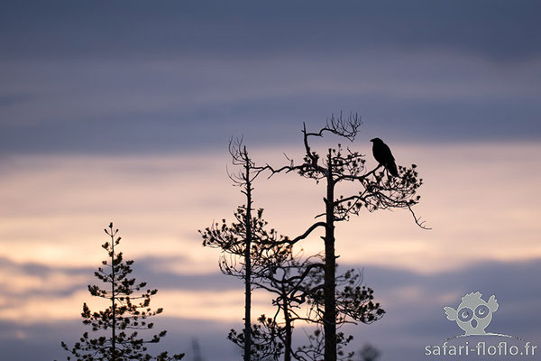 Grand Corbeau