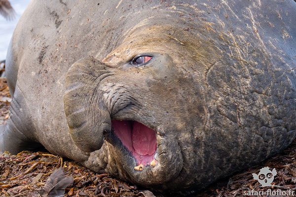 Elephant de mer