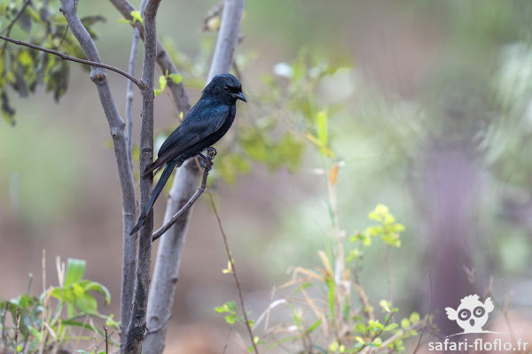Gobemouche Sud-Africain