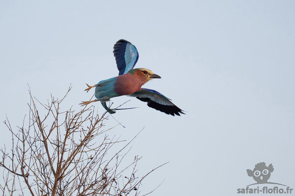 Rollier à Longs Brins