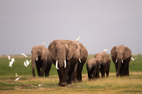 Amboseli: Elephants