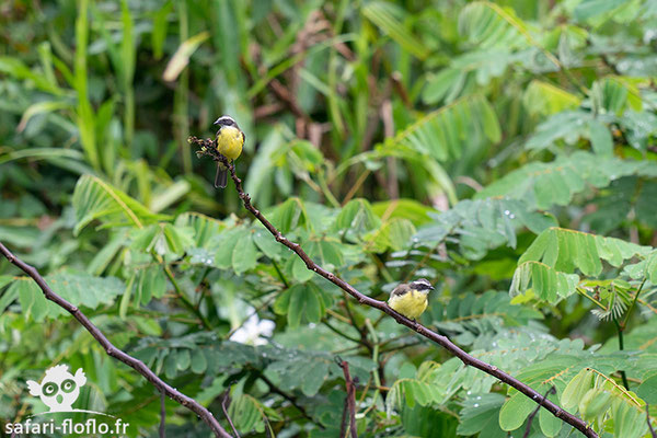 Tyran à tête grise - Grey-capped Flycatcher