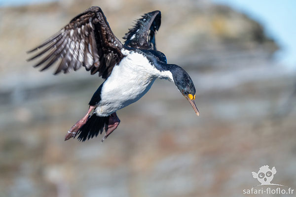 Cormoran Impérial