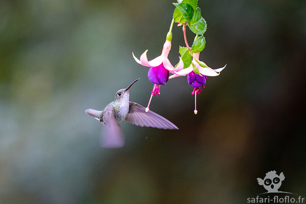 Ariane du Pérou - Green-and-white Hummingbird