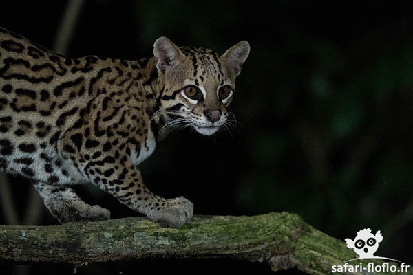 Ocelot