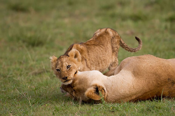 Maasai Mara: Lions